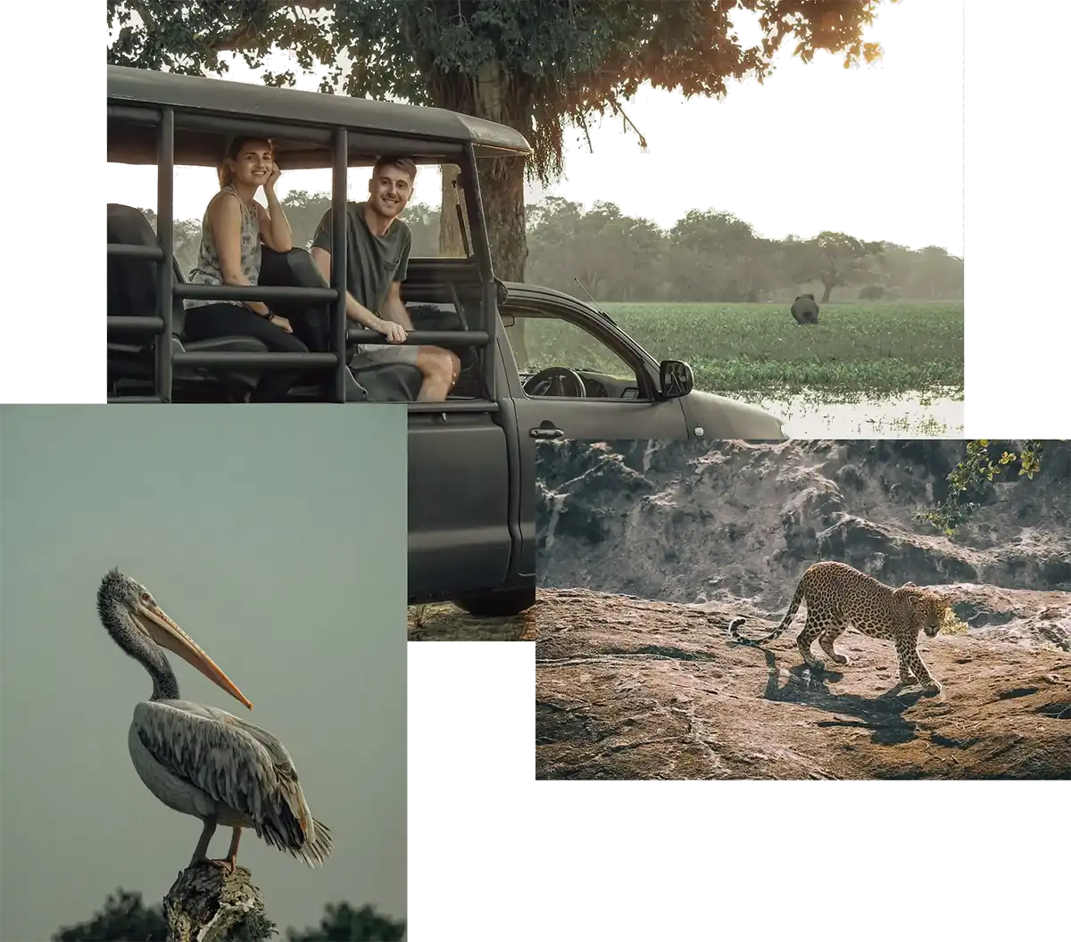 Yala-safari Yala Safari